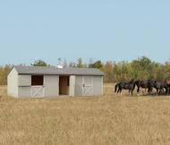 Horse Barns & Run-ins